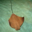 Manta Ray